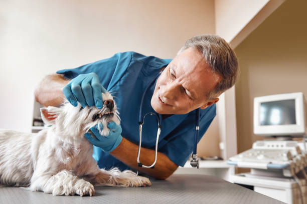 Best After-Hours Emergency Dentist in Parchment, MI